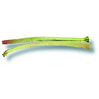 Rhubarbe Rhubarbe