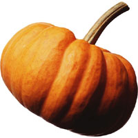 Courge Courge