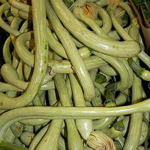 Courgette trompette Courgette trompette