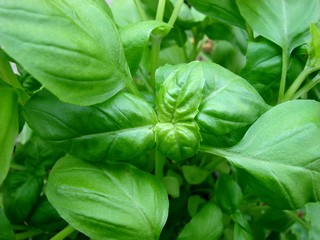Basilic Basilic