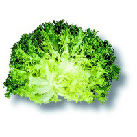 Chicorée frisée Chicorée frisée
