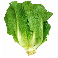 Laitue romaine Laitue romaine