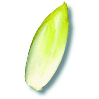 Endive (Chicorée Witloof) Endive (Chicorée Witloof)