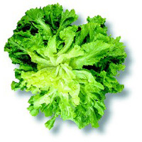 Scarole plate et frisée Scarole plate et frisée