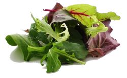 Salade jeunes pousses Salade jeunes pousses